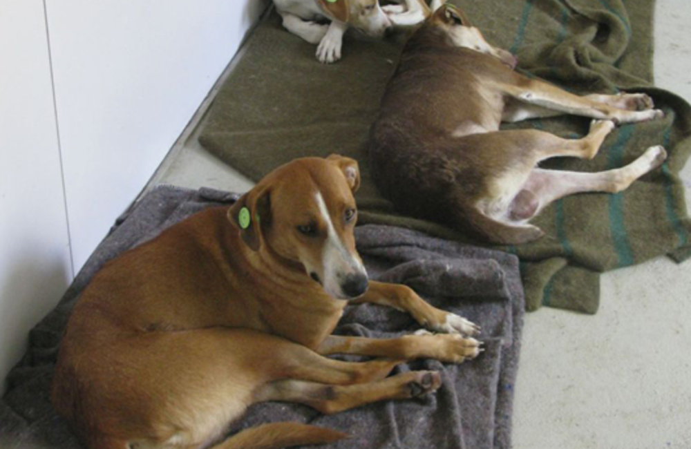 Neutered and vaccinated dogs tagged with green ear tags in UNIFIL HQ