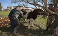 Spanish vets treat 20,000 cattle in 10 days