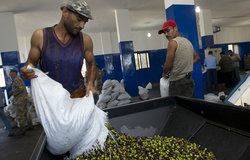 The Olive Press of Alma Chaab
