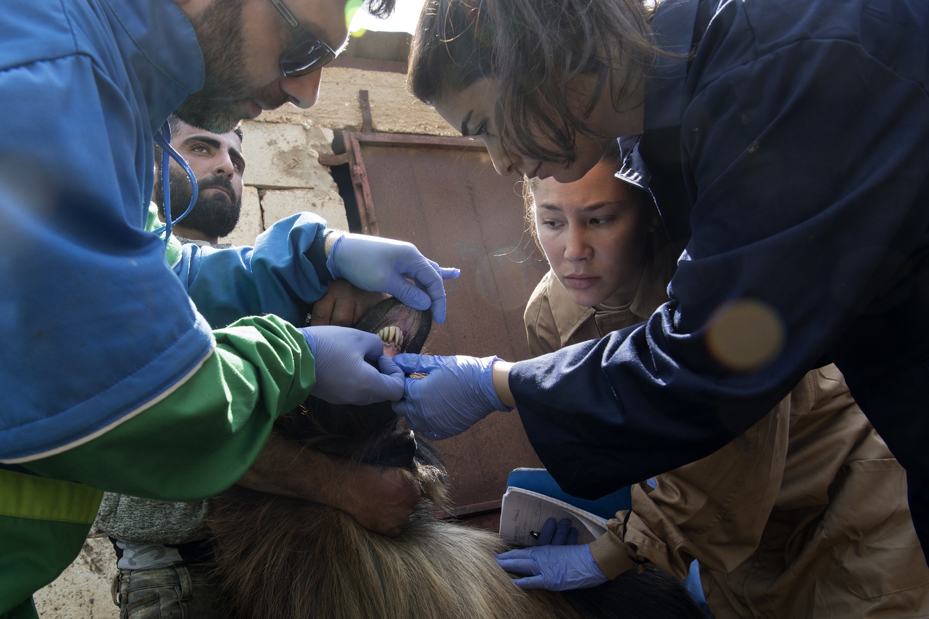 Spanish veterinary experts work with Lebanese students to assist