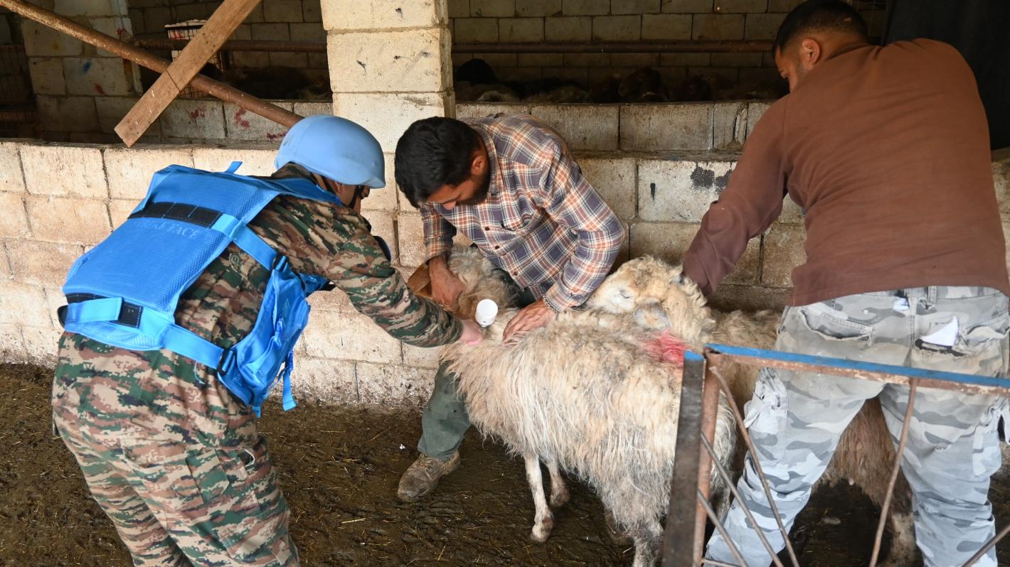 A civilian holding a sheep as a peacekeeper veterinarian inspects the sheep's mouth