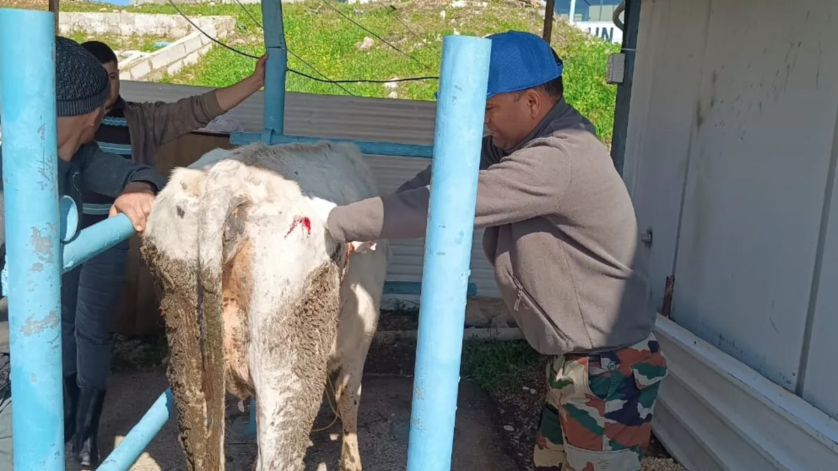 UNIFIL Indian vets treat livestock caught in exchanges of fire