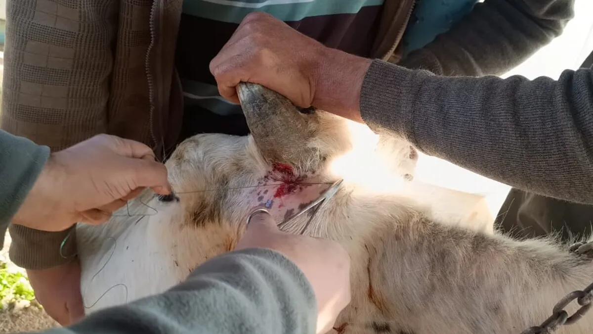 UNIFIL Indian vets treat livestock caught in exchanges of fire