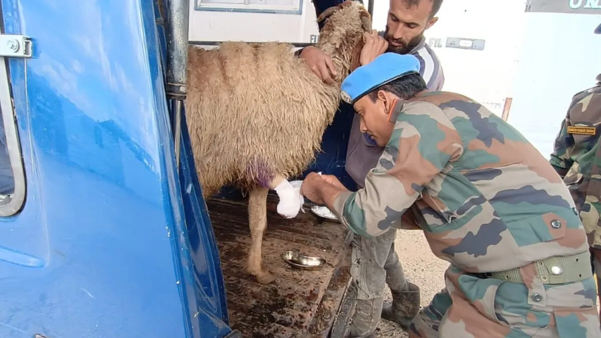UNIFIL Indian vets treat livestock caught in exchanges of fire