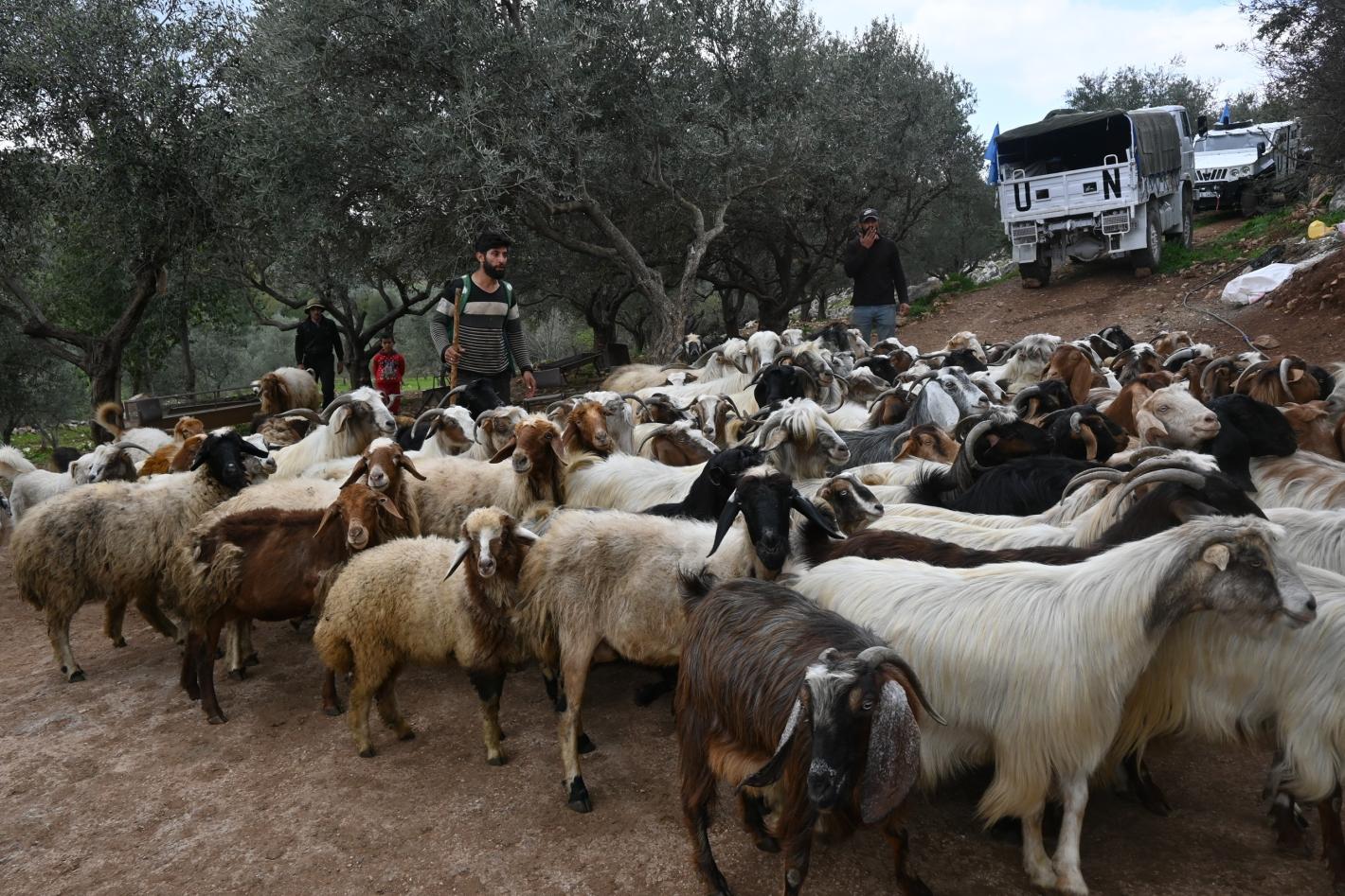 A flock of sheep with a UN vehicle in the background