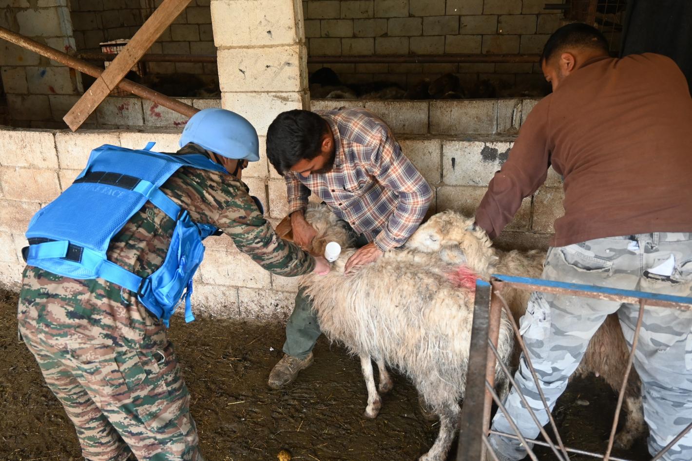 A civilian holding a sheep as a peacekeeper veterinarian inspects the sheep's mouth