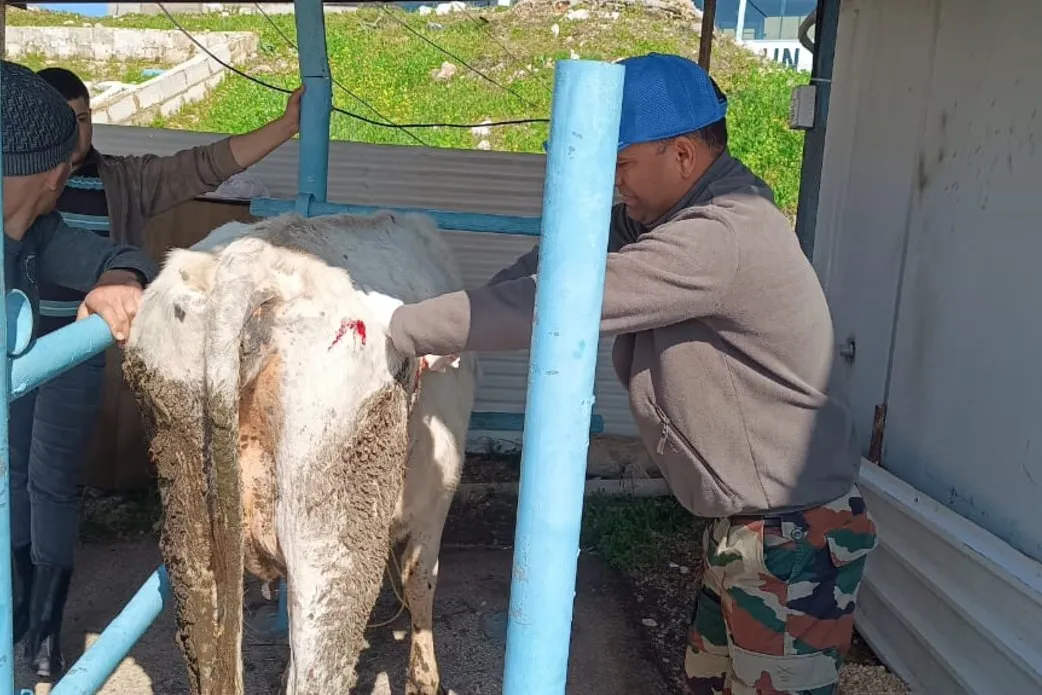 UNIFIL Indian vets treat livestock caught in exchanges of fire