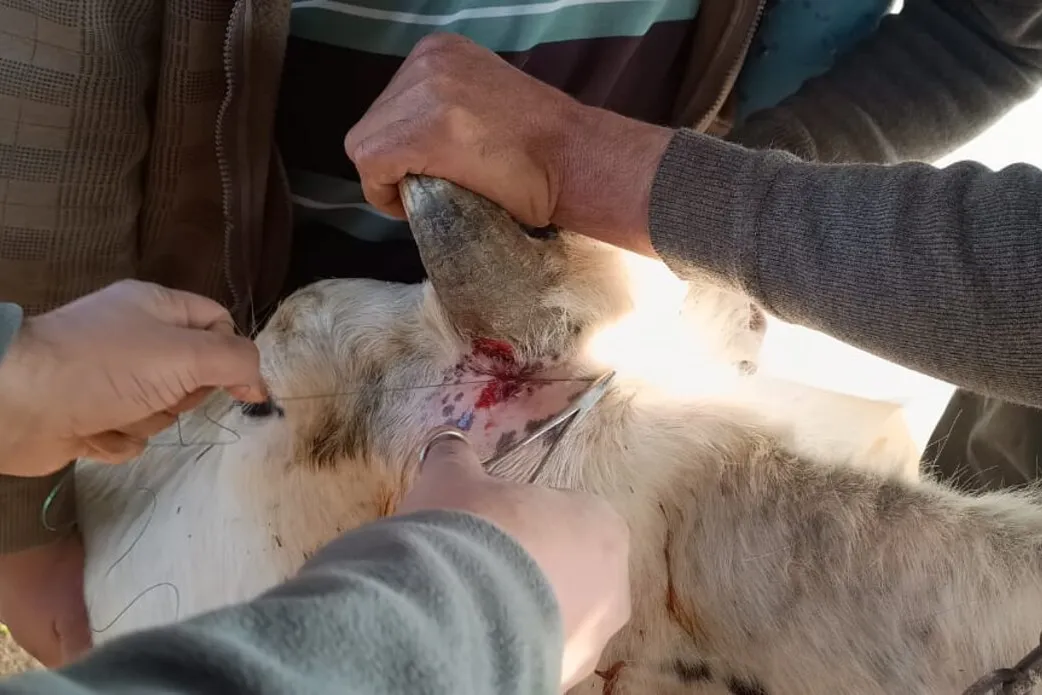 UNIFIL Indian vets treat livestock caught in exchanges of fire