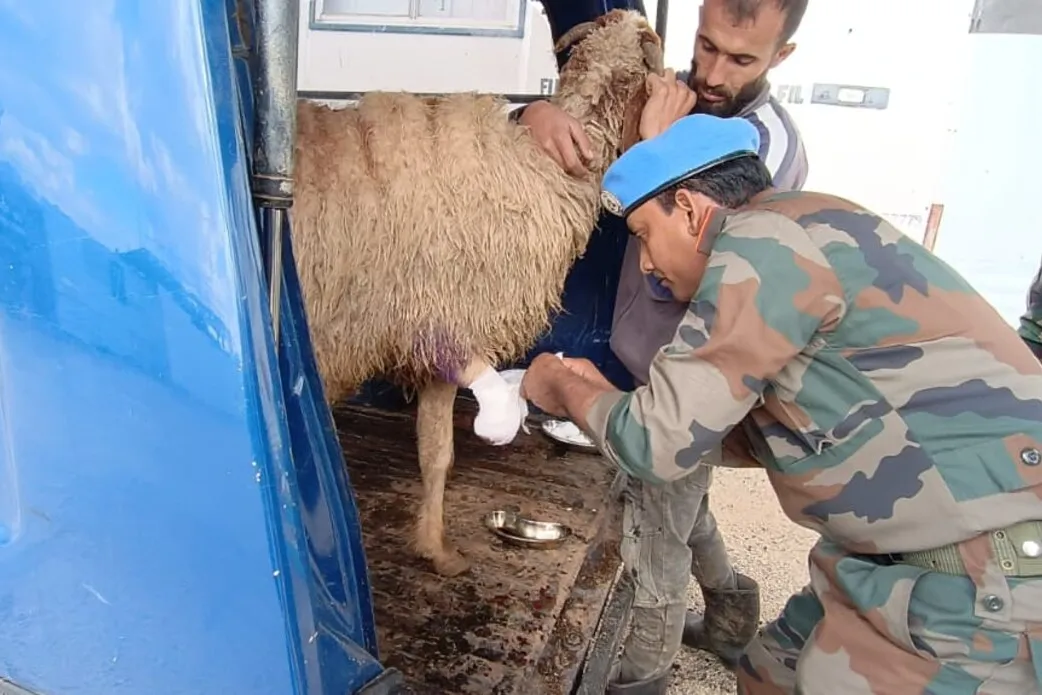 UNIFIL Indian vets treat livestock caught in exchanges of fire