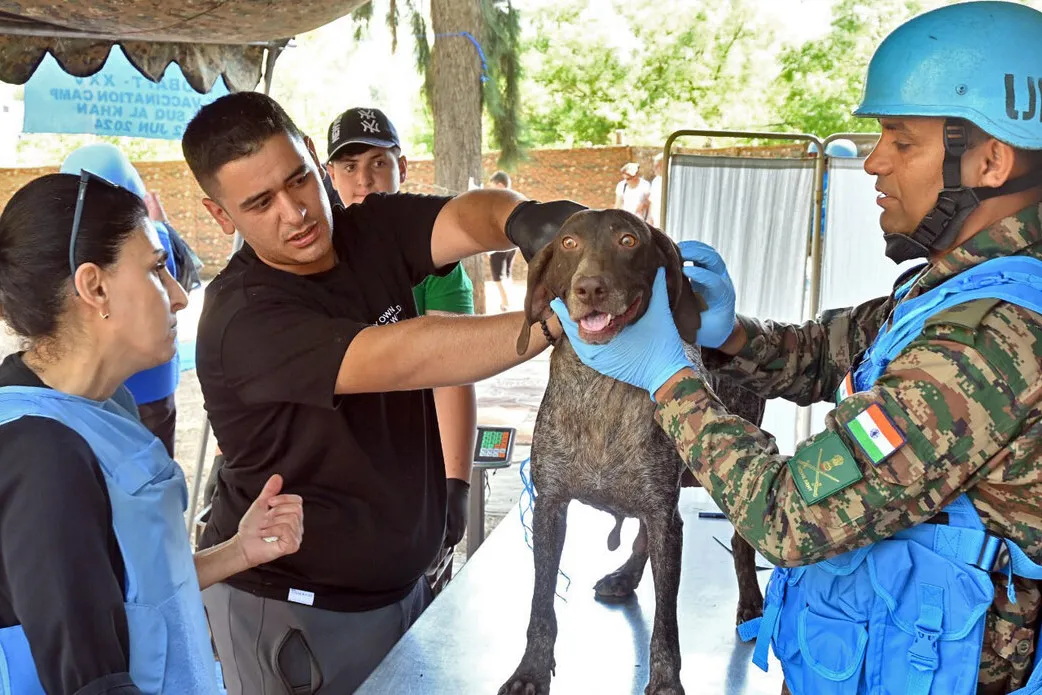 Indian peacekeepers vaccinate animals to keep pets and people safe