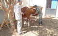 Nepalese peacekeepers provide free veterinary service to farmers