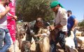 Indian peacekeepers vaccinate 2,600 goats and sheep